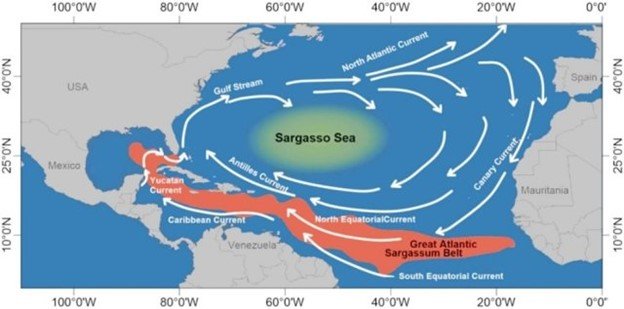 Gráfico en el que se resalta la ubicación y la magnitud del sargazo en el Mar de los Sargazos y en el Gran Cinturón de Sargazo del Atlántico, que se extiende desde la costa oeste de África al Caribe y el Golfo de México.