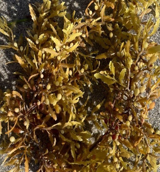 Un vistazo de cerca de Sargassum fluitans, una de las especies de alga marrón que contribuyen al Gran Cinturón de Sargazo del Atlántico (GASB)