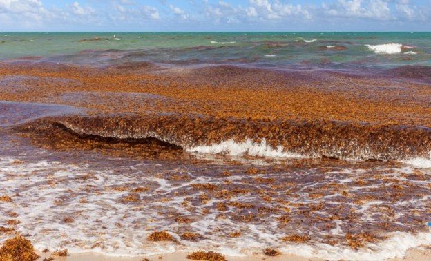 Fotografía de una acumulación masiva de sargazo inundando un área costera del Golfo de México