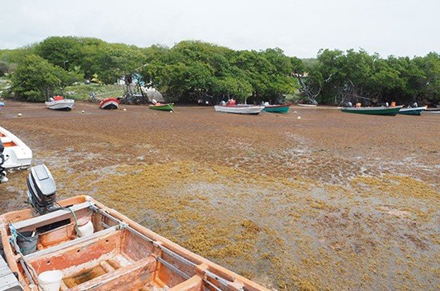 Foto de varios botes de pescadores en el agua con abundante sargazo flotando en las aguas alrededor de Martinica.