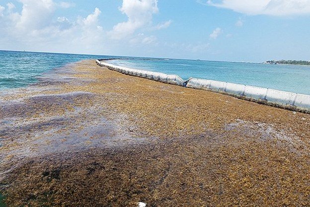 Barreras cerca de las aguas costeras para recolectar el sargazo