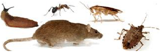 Picture of a mice or rat, an ant, fly, cockroach, and a slug.