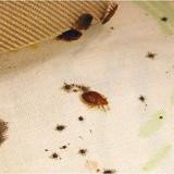 different sizes bedbugs