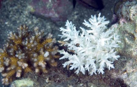foto de dos corales uno sano y el otro blanqueado
