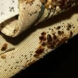 bedbugs on canvas