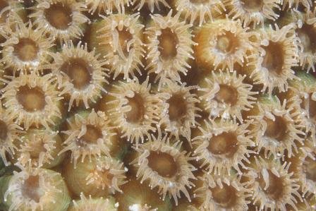 Grupo de pólipos corales individuales 