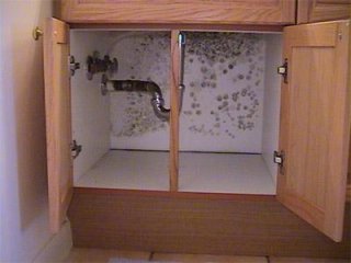 mold growing in cabinet