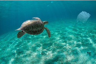 Imagen de una tortuga nadando cerca del fondo del mar