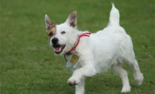 image of a white dog