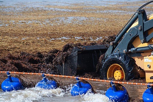 Foto del sargazo abundante descomponiéndose en la playa y siendo removido por una grúa. 