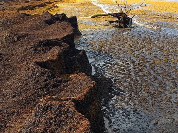 Sargazo vivo (de color marrón a dorado) y muerto (de color marrón a negro) en la Costa del Caribe de las Antillas francesas. 