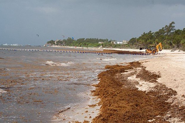 Remoción del sargazo con maquinaria pesada de la costa