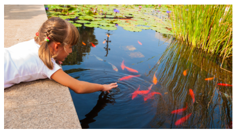 Niños sentados al frente de un estanque al aire libre con peces de pequeños peces dorados