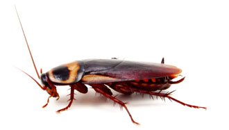 image of a cockroach