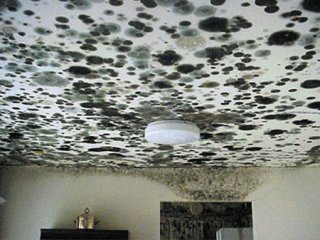 image of a ceiling with a lot of mold